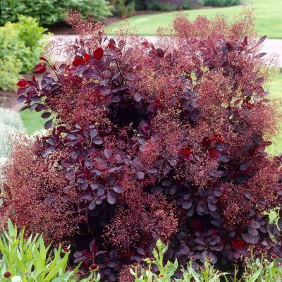 Cotinus coggygria Royal Purple, Perukbuske, 60 stam C4