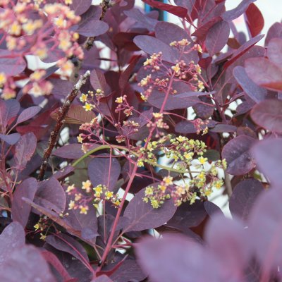 Cotinus coggygria Royal Purple, Perukbuske