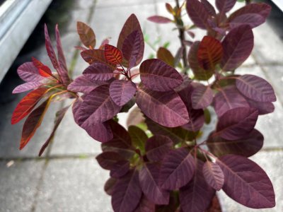 Cotinus coggygria Rubrifolius