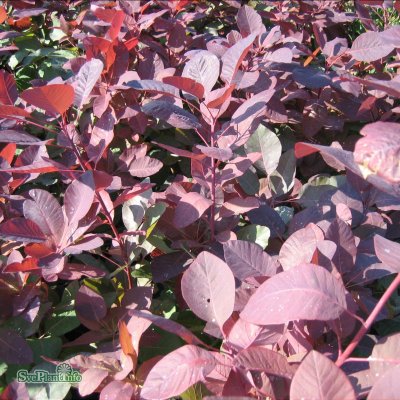 Cotinus coggygria Grace, Perukbuske, 80-100 C7,5