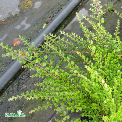 Cotoneaster horizontalis, Lingonoxbär, 30-40 C1,5
