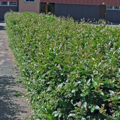 Cotoneaster lucidus, Häckoxbär 10-pack