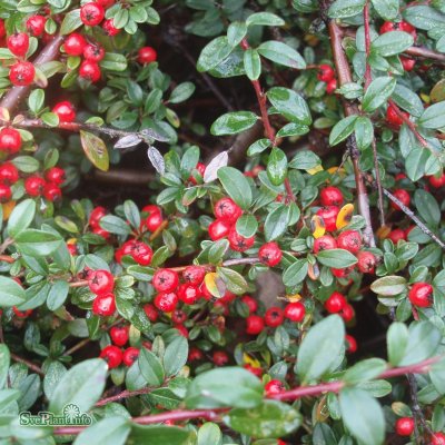 Cotoneaster suec. Coral Beauty, Parkoxbär, 120 stam C7,5