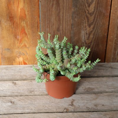 Crassula m. Hottentot Winco
