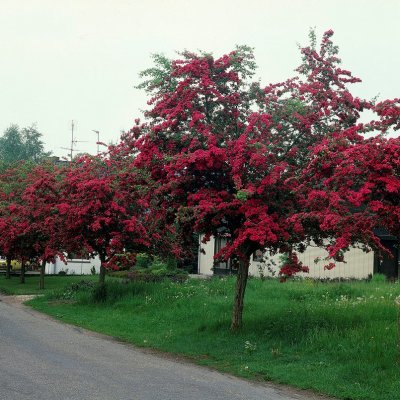 Crataegus x media Paul´s Scarlet, Rosenhagtorn, 120 stam C10