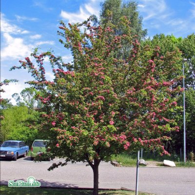 Crataegus x media Paul´s Scarlet, Rosenhagtorn, 120 stam C7,5