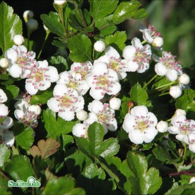 Crataegus monogyna, Trubbhagtorn 10-pack, 50-80 barrot