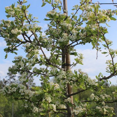 Crataegus monogyna, Trubbhagtorn