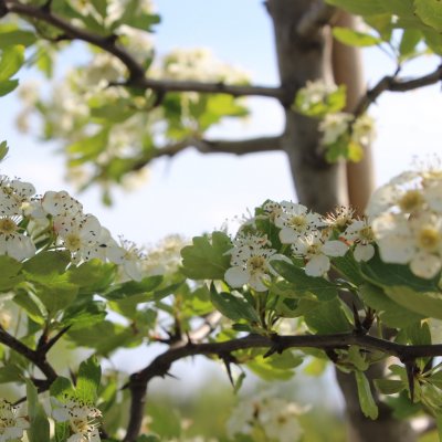 Crataegus monogyna, Trubbhagtorn