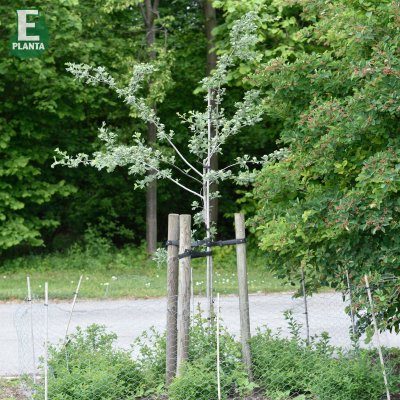 Crataegus orientalis Strapats ® E (Ep Crast), Luddhagtorn, 90-110 stam co
