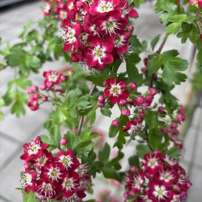 Crataegus x media Crimson Cloud