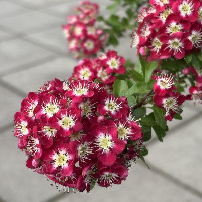 Crataegus x media Crimson Cloud