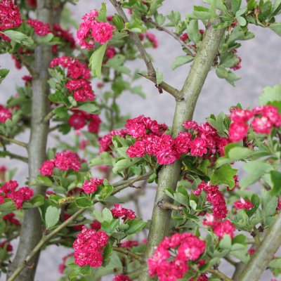 Crataegus x media Paul´s Scarlet, Rosenhagtorn