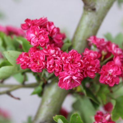 Crataegus x media Pauls Scarlet, Rosenhagtorn, busk co