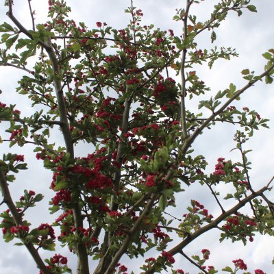 Crataegus x media Paul´s Scarlet, Rosenhagtorn