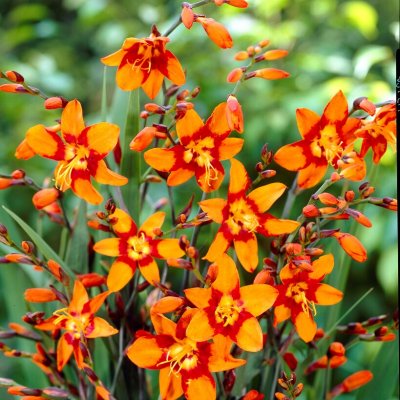 Crocosmia x crocosmiiflora Emily McKenzie, Montbretia, Krukstorlek: 3L