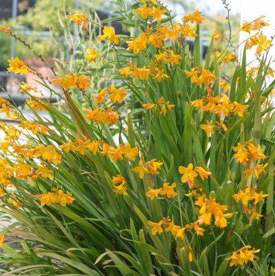 Crocosmia x crocosmiiflora George Davison, Montbretia, P11cm