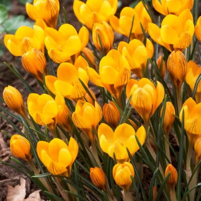 Bägarkrokus Crocus chrysanthus Fuscotinctus 20st