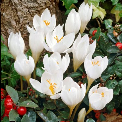 Höstkrokus Crocus speciosus Albus 15st