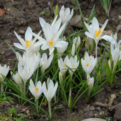 Crocus tommasinianus Albus