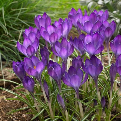 Snökrokus Crocus tommasinianus Ruby Giant 50st