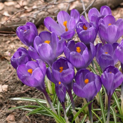 Vårkrokus Crocus vernus Flower Record 10st