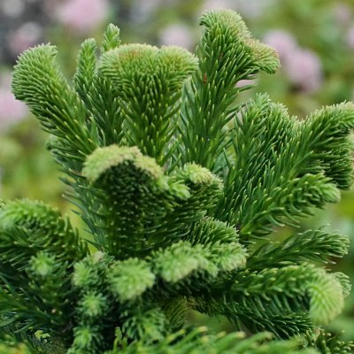 Cryptomeria japonica Tomahawk