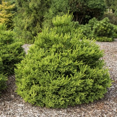 Cryptomeria japonica Dinger