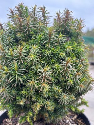 Cryptomeria japonica Funny, Japansk Kryptomeria