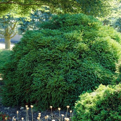 Cryptomeria japonica Globosa Nana, Dvärgkryptomeria, 30-40 C10