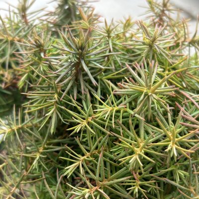 Cryptomeria japonica Mushroom