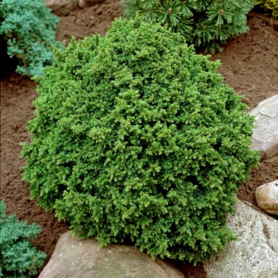 Cryptomeria japonica Vilmoriniana, Dvärgkryptomeria