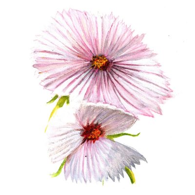 Rosenskära, Cupcake Blush