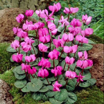 Cyclamen coum, Dvärgcyclamen, P9cm