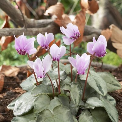 Cyclamen coum Silverleaf, Dvärgcyklamen