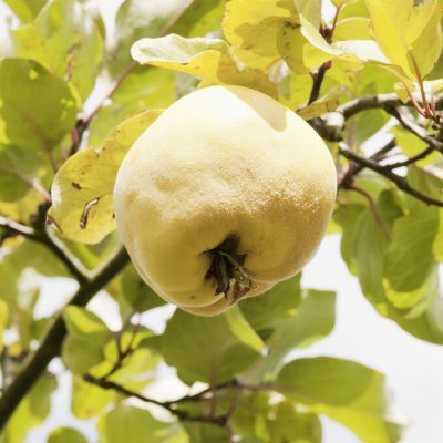 Cydonia oblonga Bereczki, Päronkvitten/Kvitten