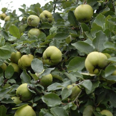 Cydonia oblonga Leskovacka (Lescovaz)