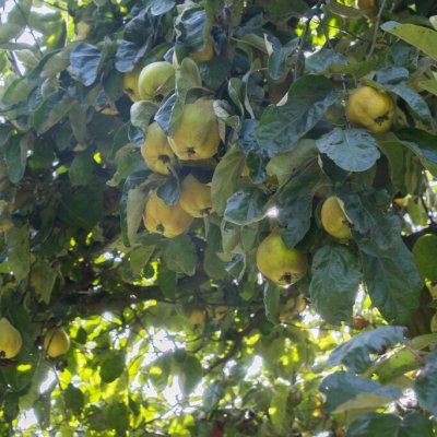 Cydonia oblonga Ronda, Päronkvitten/Kvitten