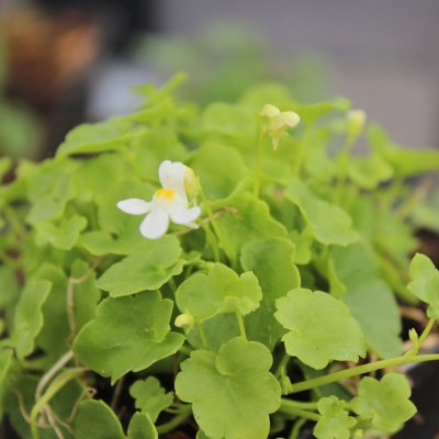 Cymbalaria pallida Alba, Storblommig Murreva, P9cm