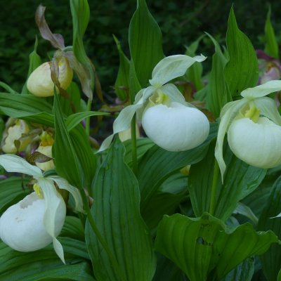 Cypripedium hybr. Sabine Pastel, Trädgårds Guckusko, P11cm