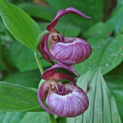Cypripedium x ventricosum Pink, Trädgårds Guckusko, C1,5