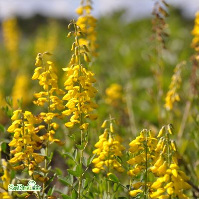 Cytisus nigricans Cyni, Svartginst, 25-30 C2