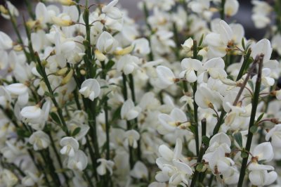 Cytisus x praecox Albus, Vårginst, 25-30 C2
