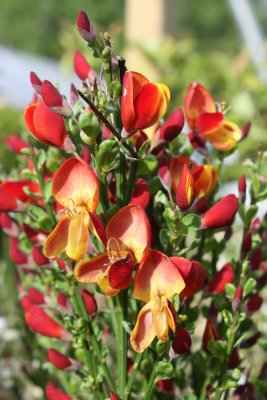 Cytisus scoparius Lena, Vårginst, 40-60 C2
