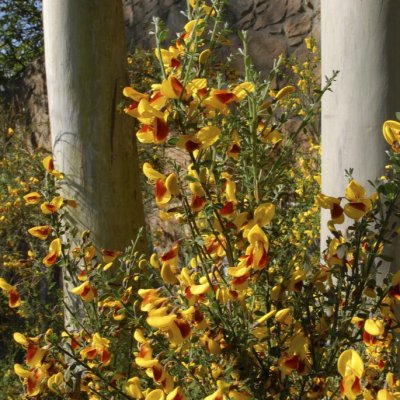 Cytisus scoparius f. andreanus
