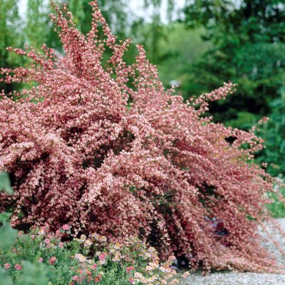 Cytisus scoparius Moyclare Pink, Vårginst, 30-40 C2