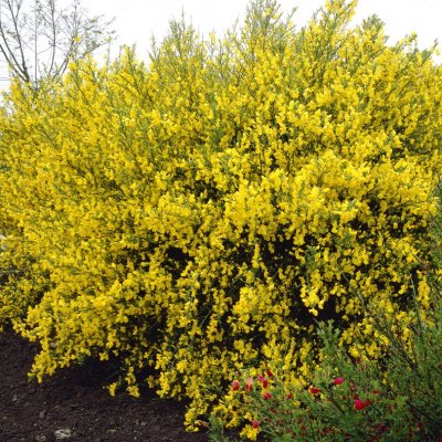 Cytisus scoparius Vanesse