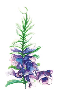 Turkisk Drakblomma