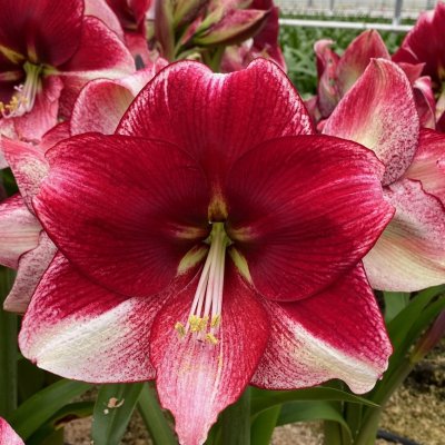 Hippeastrum American Dream ®