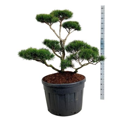 Pinus contorta